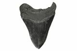 Fossil Megalodon Tooth - South Carolina #190210-2